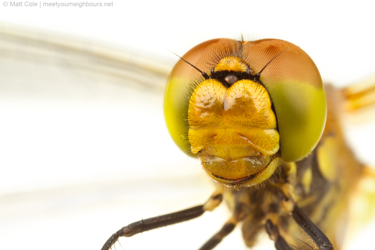 MYN Common Darter close-up